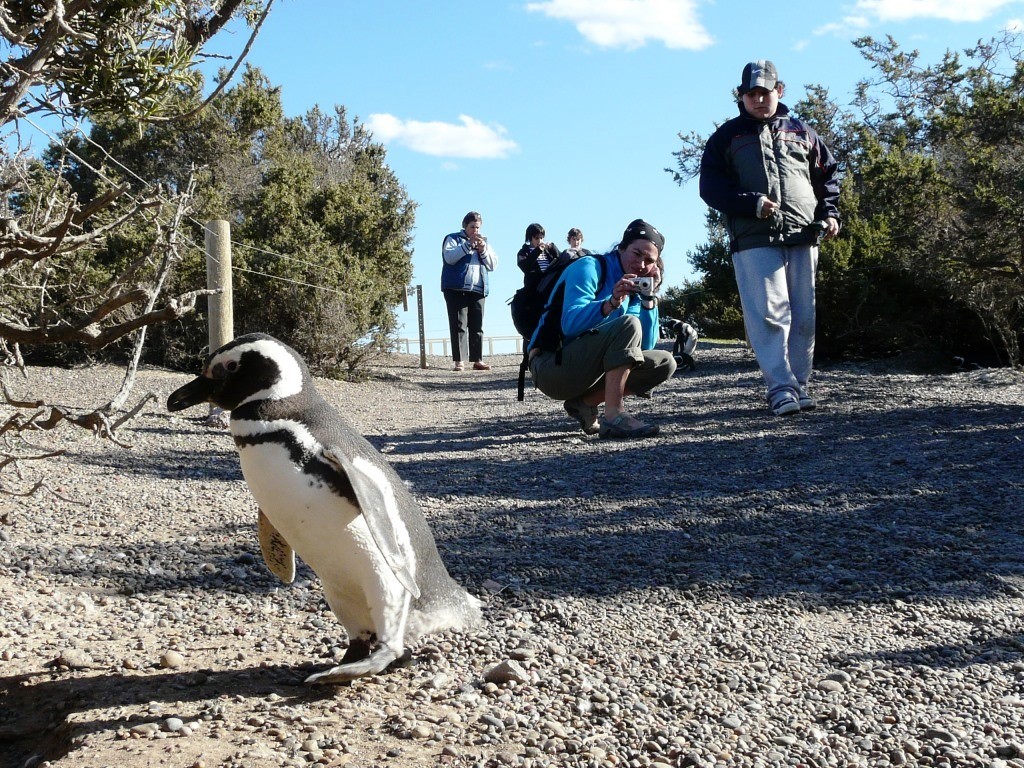 El 15 de septiembre comienza la Temporada de Pingüinos en Punta Tombo y Cabo Dos Bahías