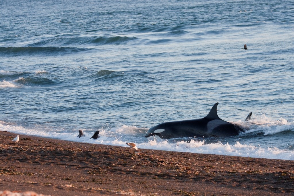 TEMPORADA DE ORCAS: COMIENZA UN ESPECTÁCULO ÚNICO EN EL MUNDO EN PENÍNSULA VALDÉS