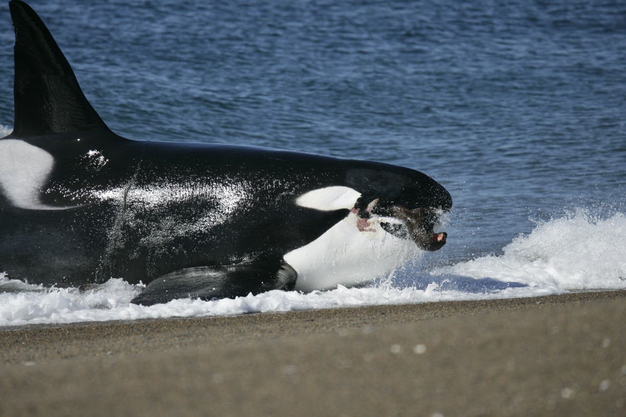 Fotógrafos y documentalistas llegan a Península Valdés para registrar el varamiento intencional de las orcas