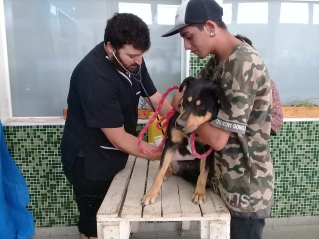 Vacunación para mascotas en los barrios: Progreso, 21 de Enero y el Porvenir