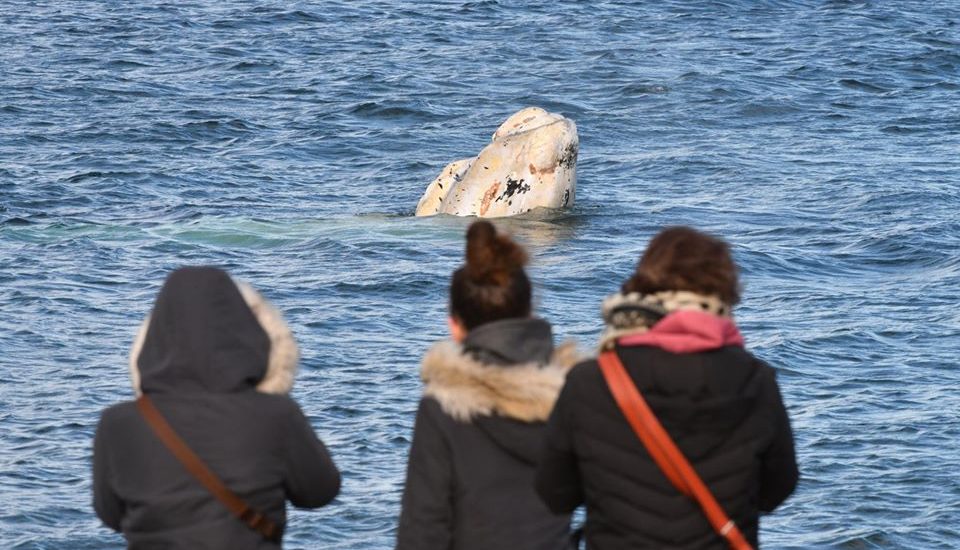 PUERTO MADRYN LANZÓ EL CONCURSO FOTOGRÁFICO “NATURALEZA SIN LÍMITES”