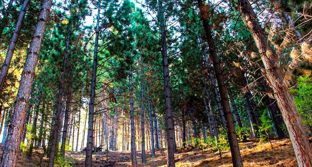 CHUBUT RECIBIÓ MÁS DE 13 MILLONES DE PESOS PARA EL MANEJO Y PROTECCIÓN DE LOS BOSQUES NATIVOS