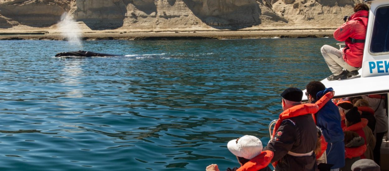 TURISMO AVANZA EN EL PROTOCOLO PARA EL AVISTAJE DE BALLENAS