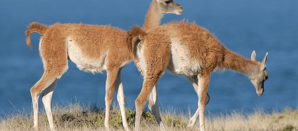 TURISMO DETECTÓ A CAZADORES DE GUANACOS EN PENÍNSULA VALDÉS