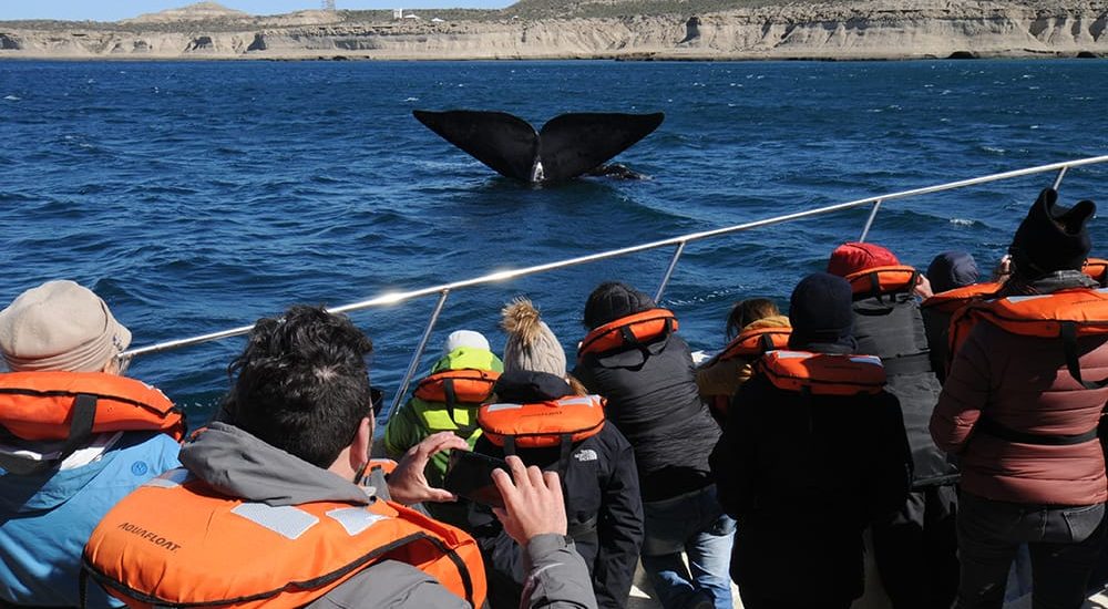 DIA NACIONAL DE LA BALLENA