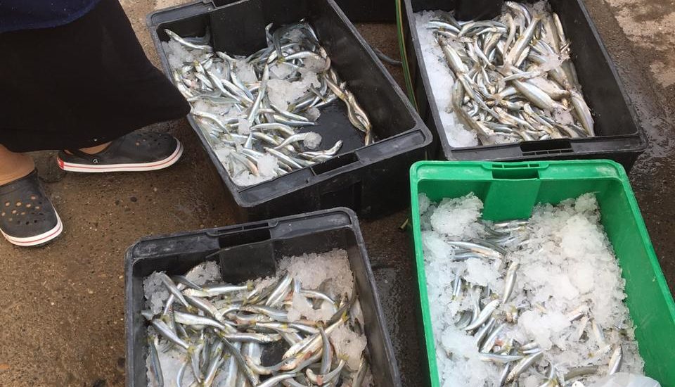 LA SECRETARÍA DE PESCA DONÓ PESCADO AL COMEDOR DEL CORAZÓN DE TRELEW