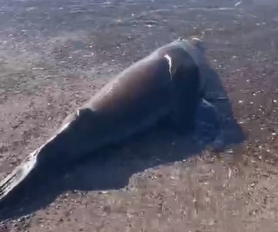 PESCADOR SERÁ IMPUTADO POR MATAR A UN LOBO MARINO A PALAZOS