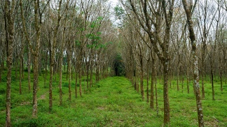 EL 24 DE MARZO SE PLANTARÁN 30 MIL ÁRBOLES DE ESPECIES NATIVAS EN ÁREAS PROTEGIDAS