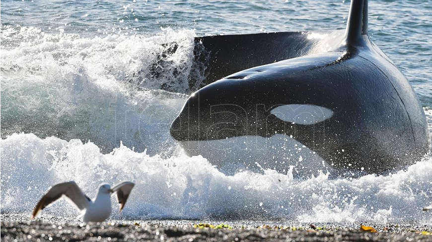 LA TEMPORADA DE ORCAS EN PENÍNSULA VALDÉS COMENZARÁ A MEDIADOS DE MARZO