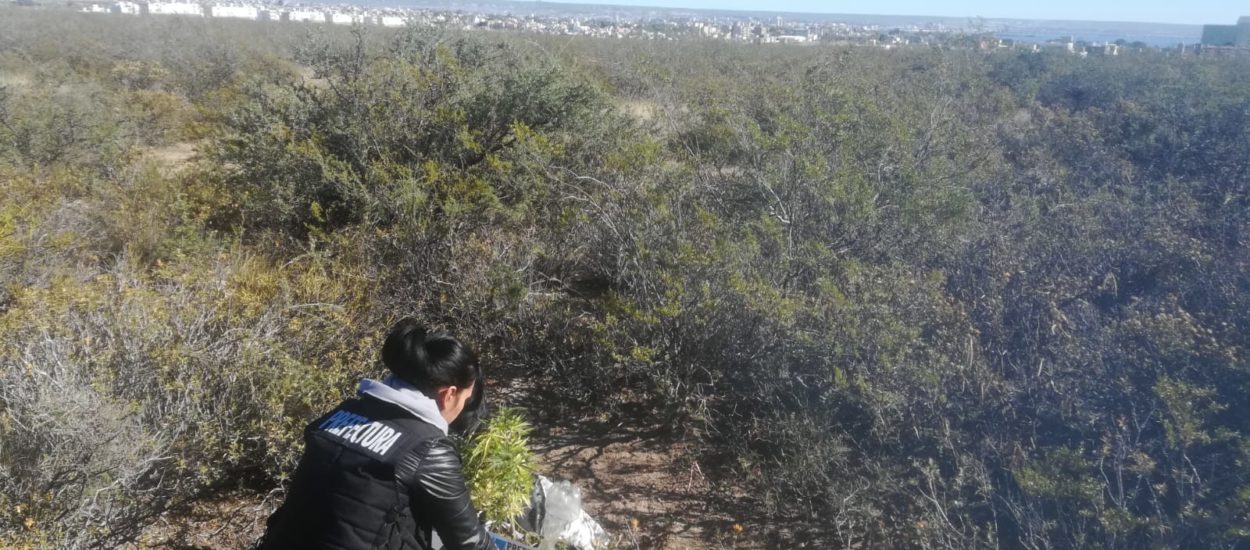 HALLAZGO DE PLANTAS DE MARIHUANA EN EL CAMPO PERSONAL DEL SERVICIO DE INTELIGENCIA DE PREFECTURA NAVAL ARGENTINA, ENCUENTRAN PLANTAS DE MARIHUANA EN LAS AFUERAS DE LA CIUDAD.