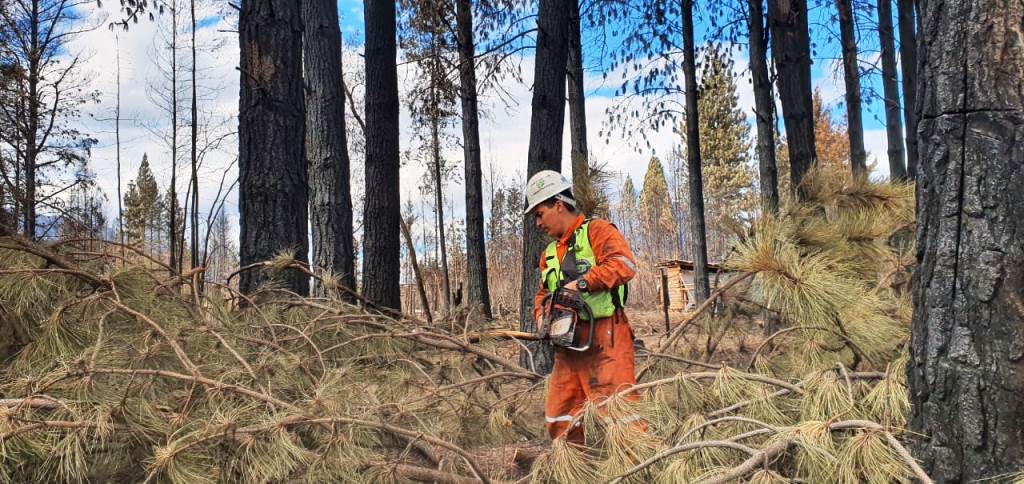 CORDILLERA: DEFENSA CIVIL TRABAJA EN EL RELEVAMIENTO DE ÁRBOLES INESTABLES A CAUSA DE LOS INCENDIOS