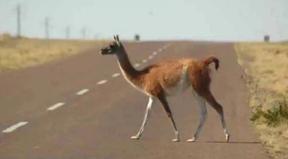 RECOMIENDAN A LOS AUTOMOVILISTAS TENER PRECAUCIÓN POR  PRESENCIA DE ANIMALES SILVESTRES EN LAS RUTAS