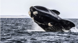 BUSCAN QUE EL AGUJERO AZUL SEA UN SANTUARIO PARA PROTEGER LA BIODIVERSIDAD MARINA