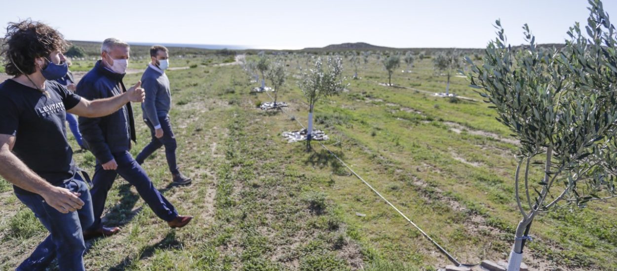 ARCIONI PUSO EN VALOR EL PLAN OLIVÍCOLA PROVINCIAL Y RECORRIÓ UN EMPRENDIMIENTO CERCANO A PUERTO MADRYN