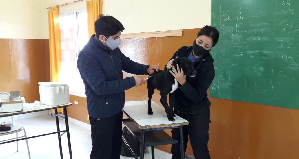 CONTINÚAN LAS CAMPAÑAS GRATUITAS PARA MASCOTAS