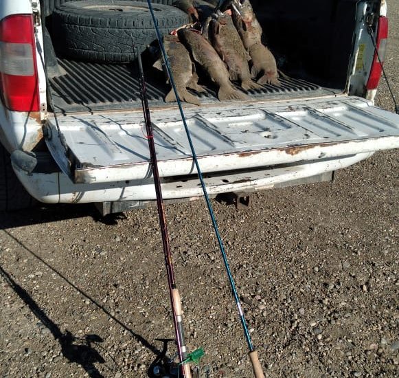 SE DECOMISARON CAÑAS, TRUCHAS Y EQUIPOS A PESCADORES FURTIVOS EN SARMIENTO