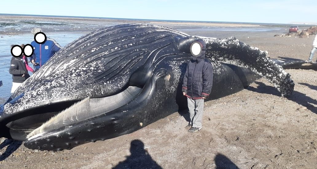 FAUNA INFORMA SOBRE VARAMIENTO DE EJEMPLAR DE BALLENA JOROBADA EN COMODORO RIVADAVIA