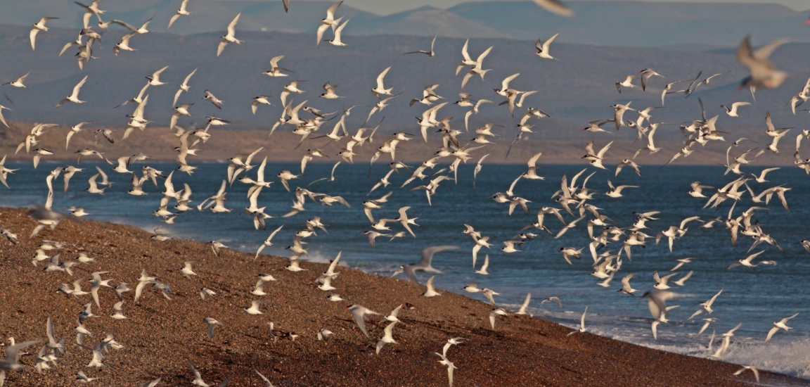 SE REALIZARÁ EN MADRYN LA 19º EDICIÓN DE LA REUNIÓN ARGENTINA DE ORNITOLOGÍA