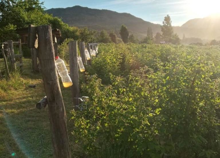 TÉCNICOS DE PROVINCIA PARTICIPARON DE LA REUNIÓN DE SANIDAD VEGETAL EN LA CORDILLERA