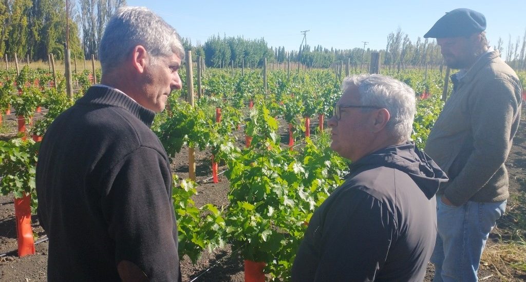 Vinos orgánicos en Chubut: una producción en crecimiento 