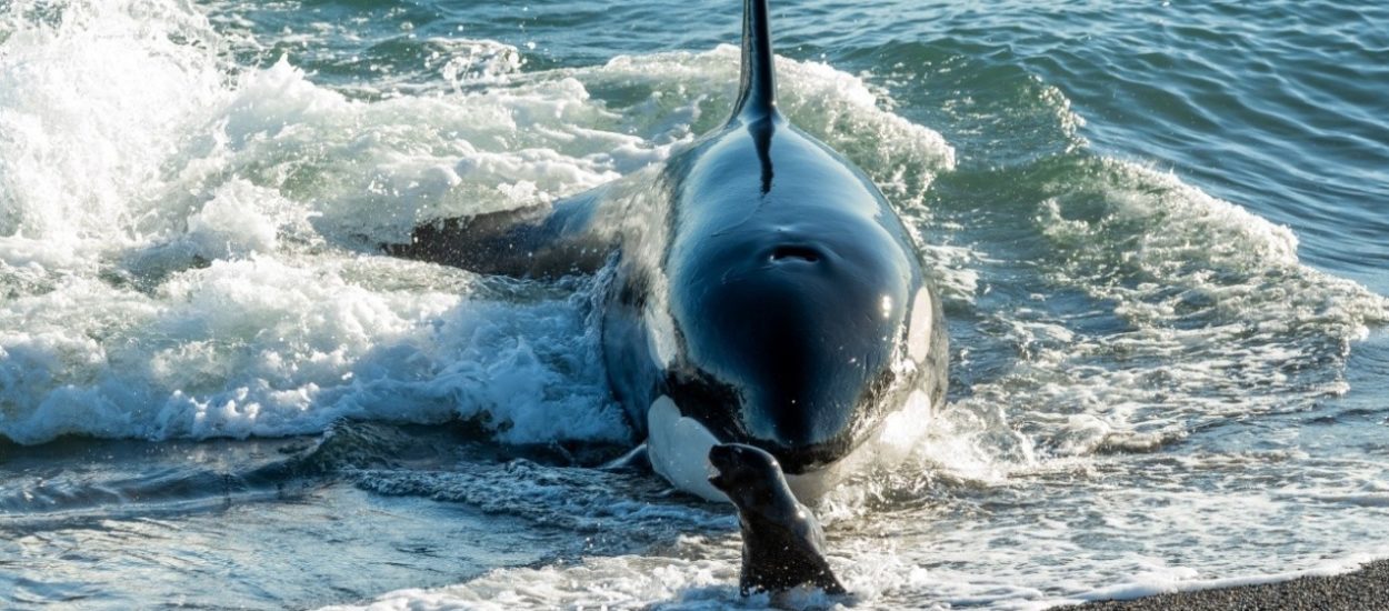 El Gobierno Provincial convoca a participar del concurso “Explorando las Costas Patagónicas: Avistando Toninas y Orcas”