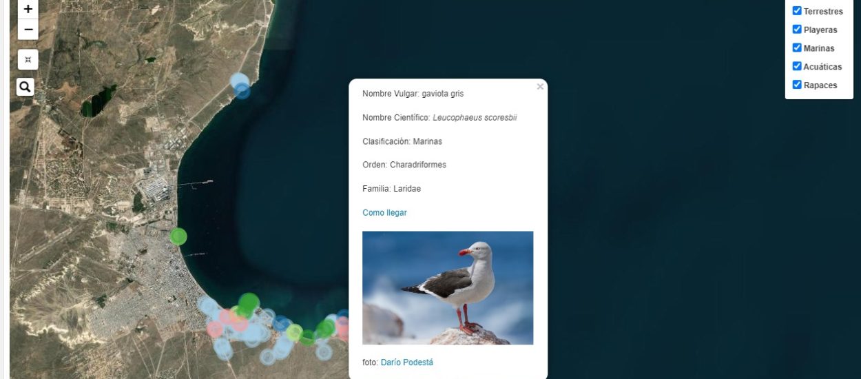 LANZARON UNA WEB QUE MAPEA LAS AVES DE MADRYN
