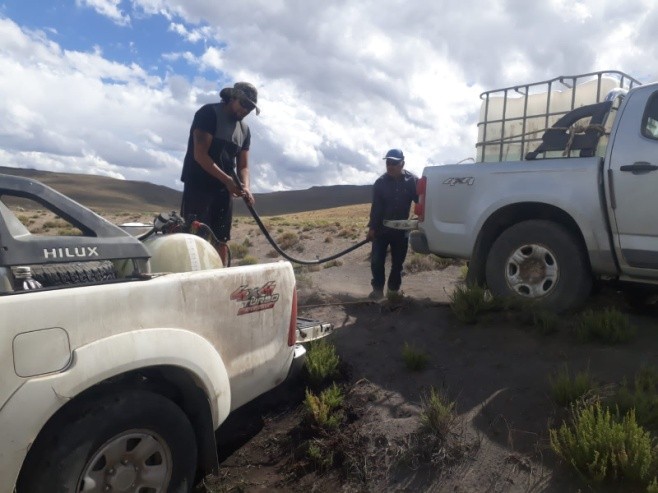 Provincia continúa con los trabajos de prevención y control de tucura sapo en la Comarca Meseta Central