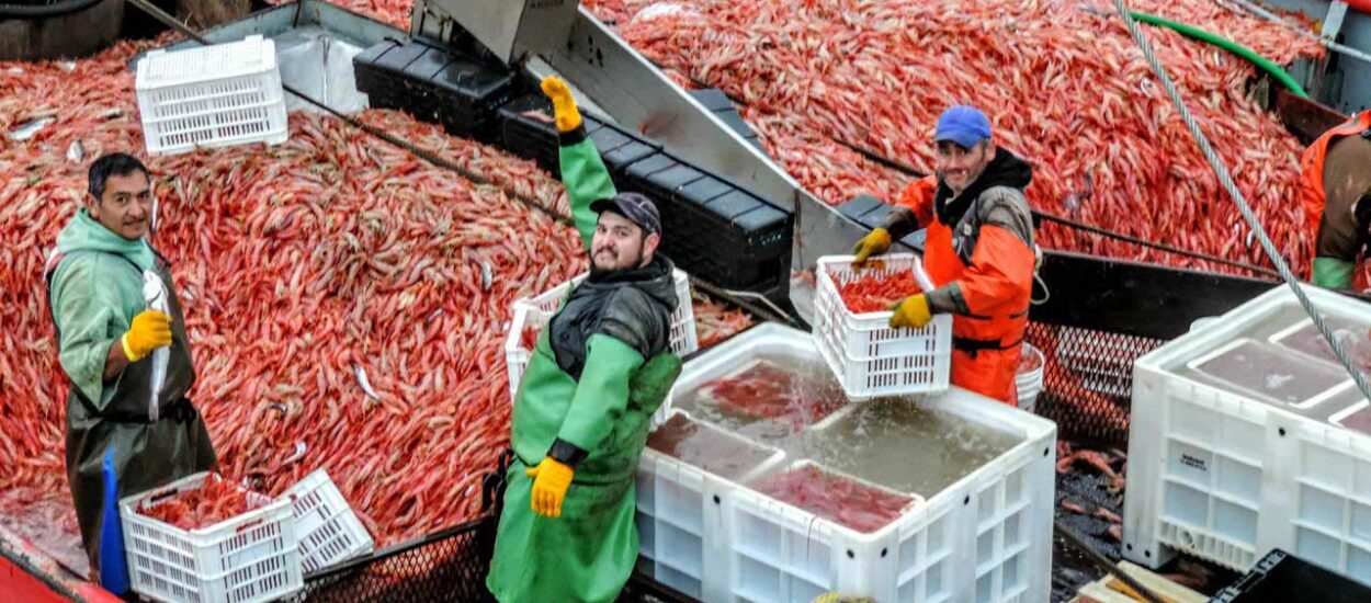 Temporada histórica de pesca de langostinos en Chubut