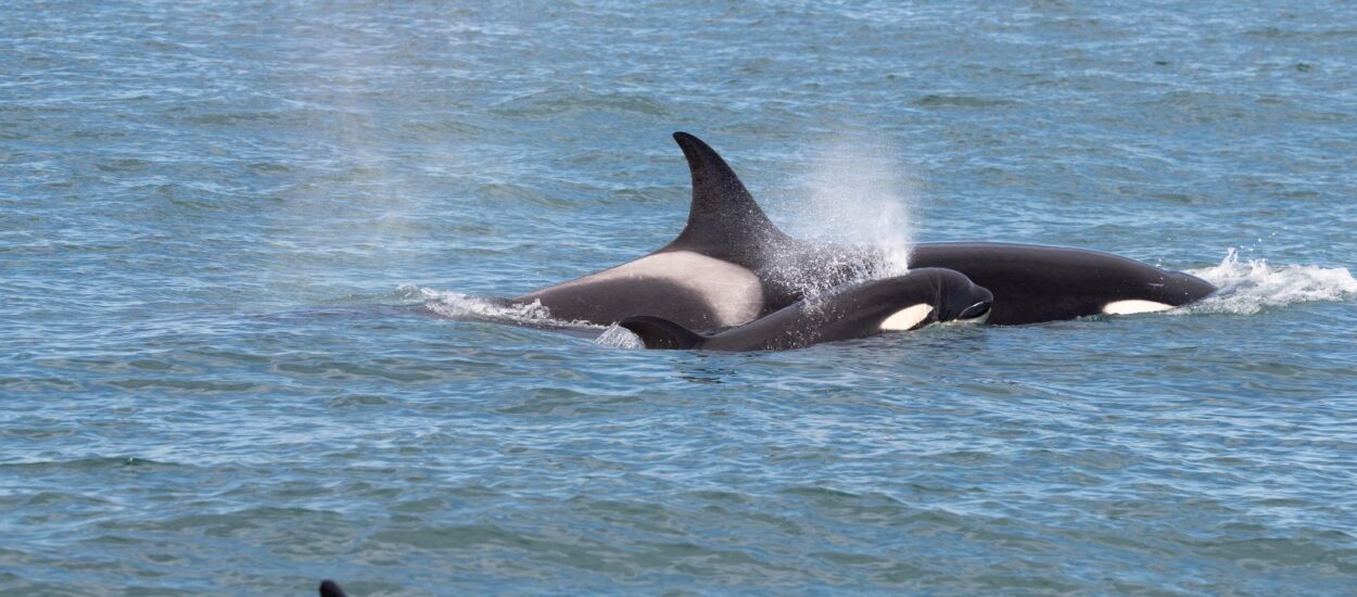 Orcas: se agranda la familia de Punta Norte