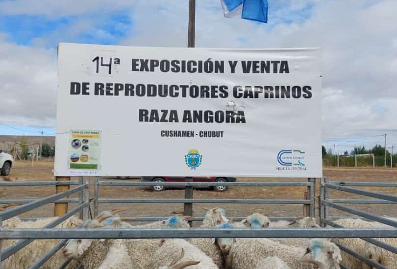 Provincia acompañó a productores en la 14° Exposición y Venta de Castrones de Cushamen