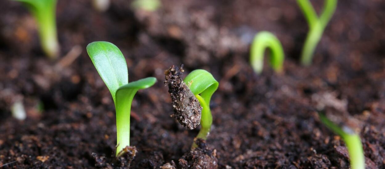 Chubut avanza en la creación del proyecto de producción de bioinsumos destinado al manejo de plagas en cultivos agrícolas provinciales