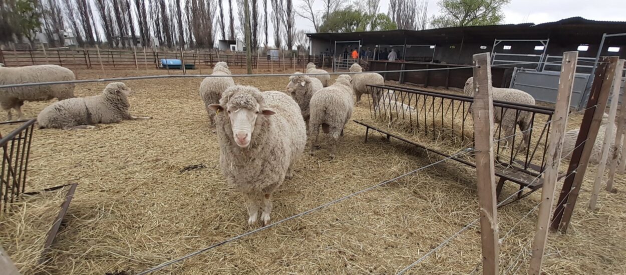 Sanidad Animal: Provincia gestionó recursos que permitirán trabajar en el control y erradicación de la ectoparasitosis en ovinos 