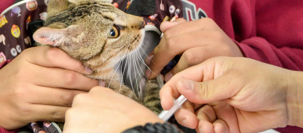 CONTINÚAN LAS CAMPAÑAS GRATUITAS PARA PERROS Y GATOS