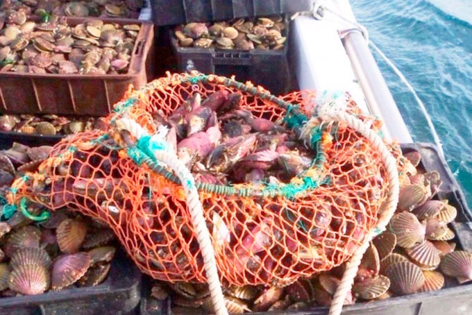 Marea Roja: Se dispuso veda en Bahía Camarones