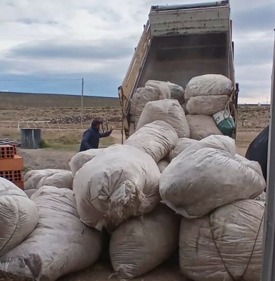 Meseta Central: Provincia acompaña a productores con tareas de acopio y clasificación de Fibra Mohair