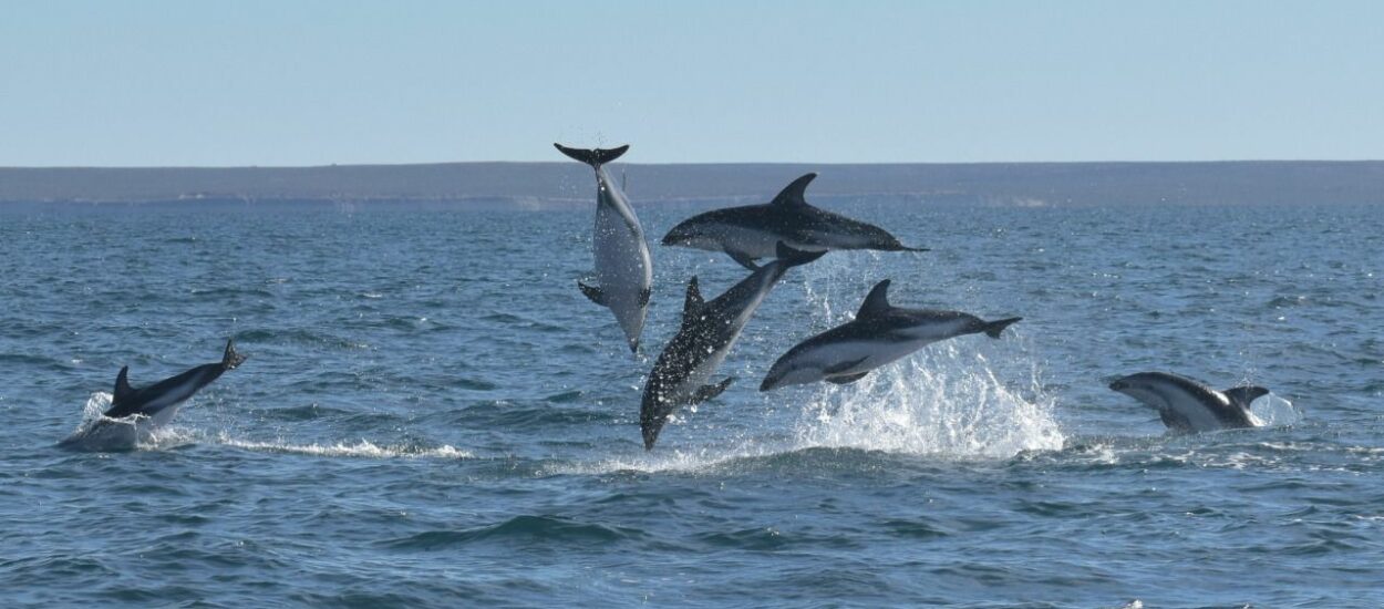 Cerca de 400 ejemplares de delfines viven durante todo el año en el Golfo Nuevo