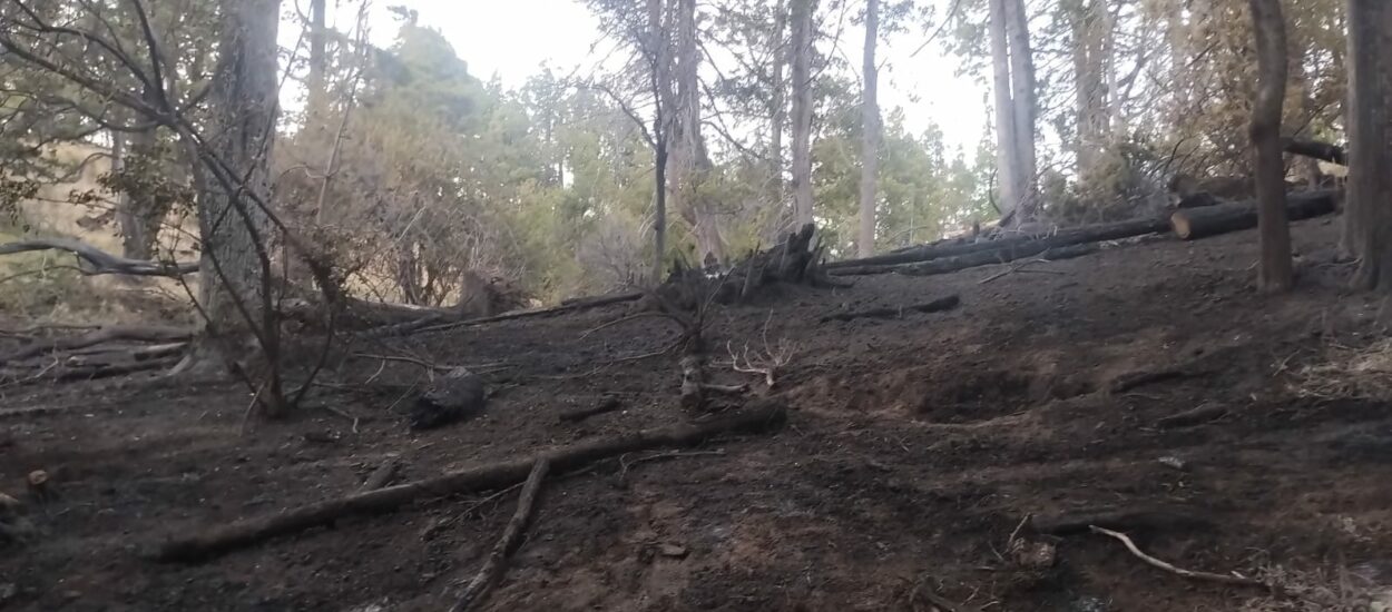 El Gobierno del Chubut controló dos incendios forestales en la zona de Trevelin