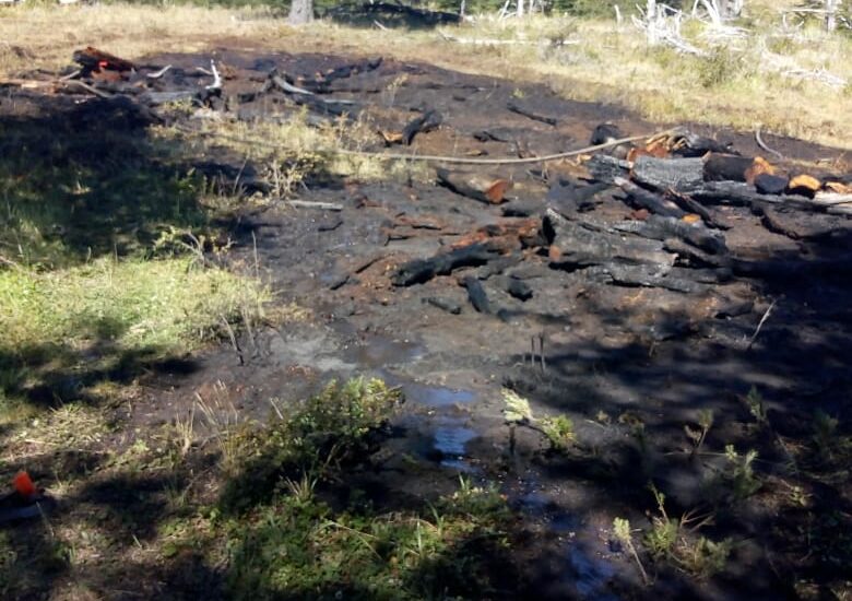 Provincia logró extinguir un incendio forestal en Río Pico