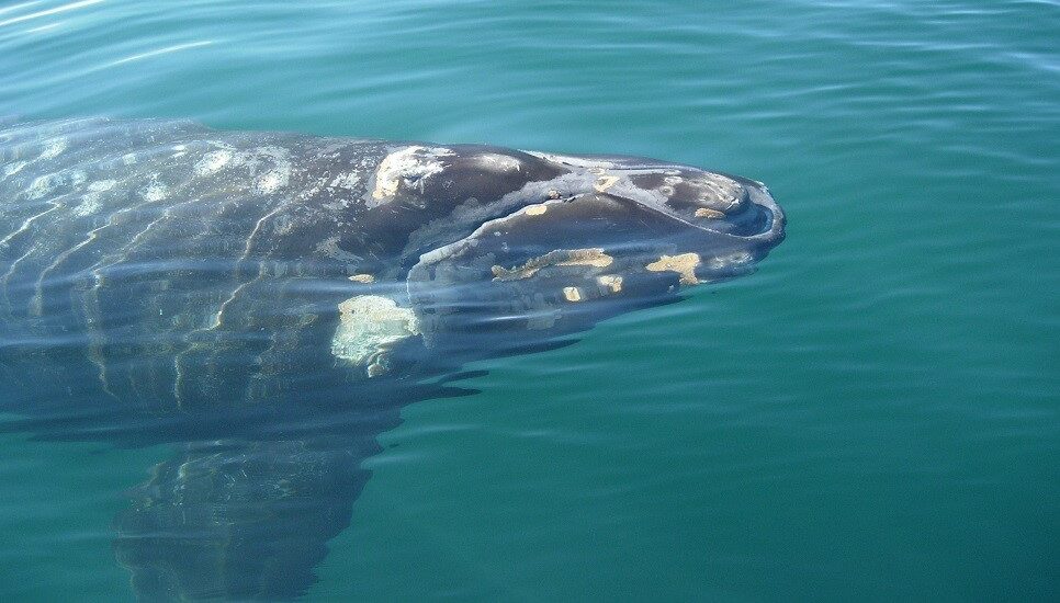 Los microplásticos, una potencial amenaza para las ballenas en el Golfo Nuevo