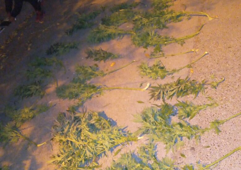 Secuestran 31 Plantas de Marihuana en Operativo Policial