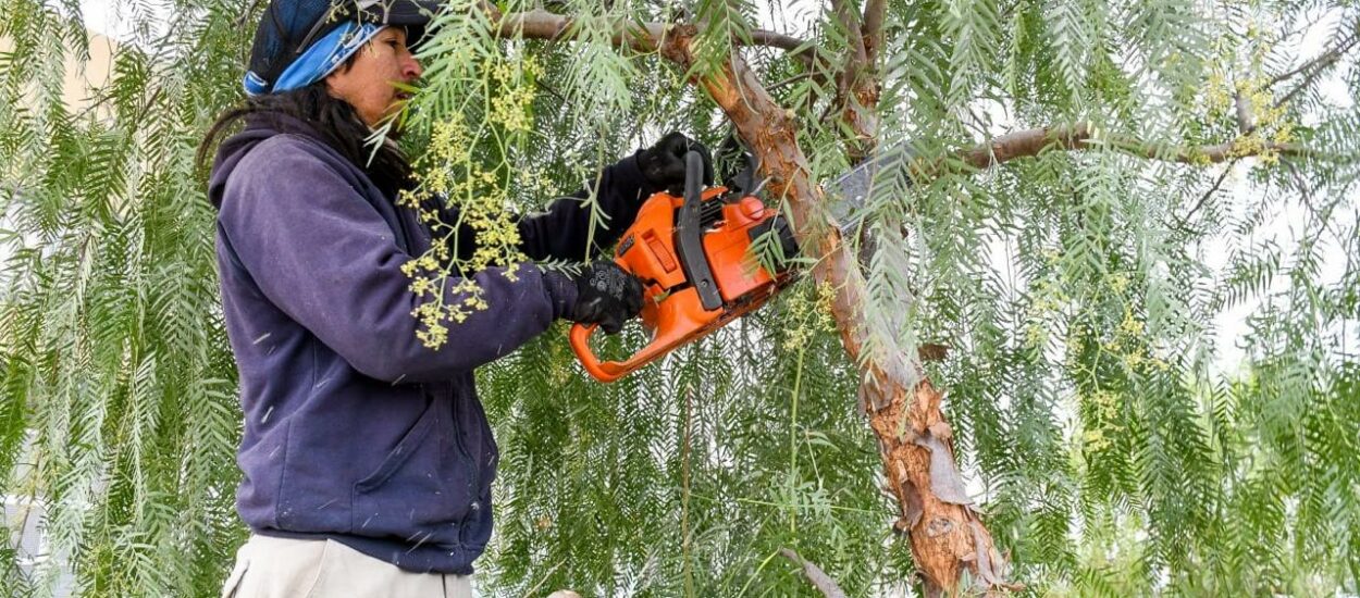 REALIZARÁN UNA CAPACITACIÓN INTEGRAL DE PODA DE ÁRBOLES