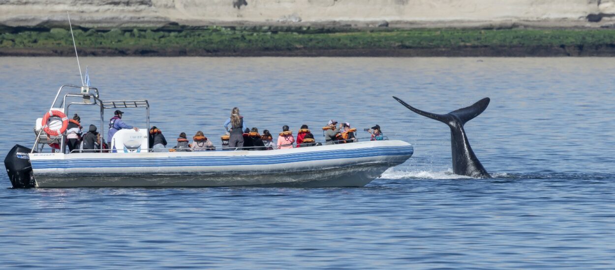 El Gobierno del Chubut anunció el lanzamiento de la Temporada de Ballenas 2024