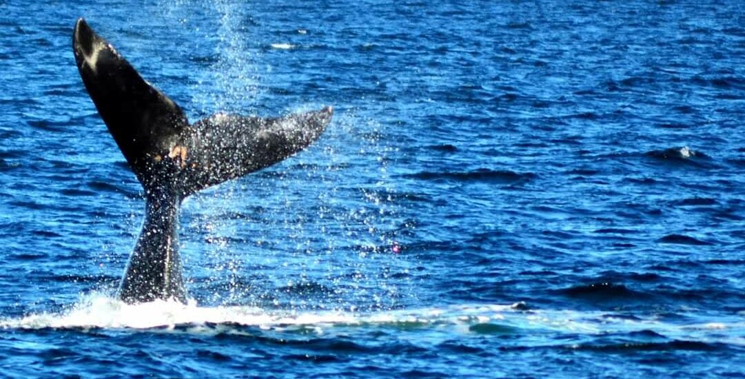 Apertura Oficial de la Temporada de Ballenas 2024 en Puerto Pirámides