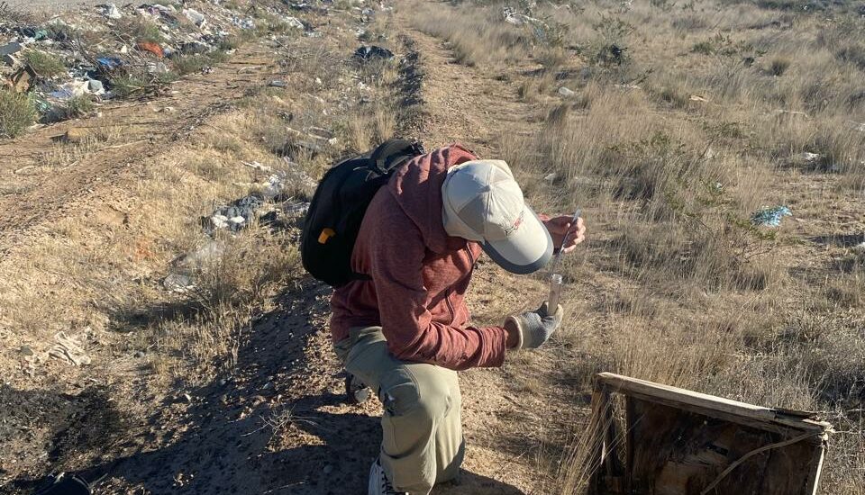 Becario de Chubut llevó adelante un revelador estudio de la supervivencia de arañas viudas negras durante el invierno en la Patagonia