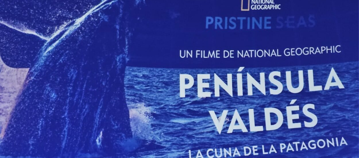 Día Mundial de los Océanos: se presentó en Buenos Aires el documental que retrata la extraordinaria vida marina en Península Valdés