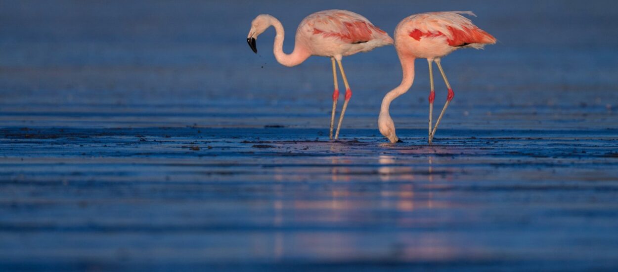 Miles de flamencos se alimentan y reproducen en los humedales de Chubut