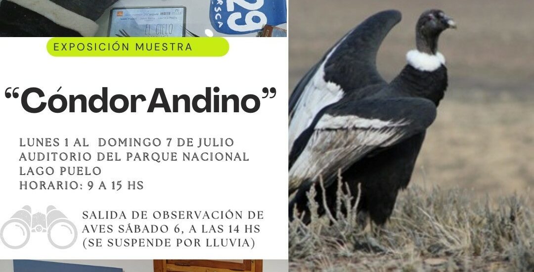 Para concientizar sobre la conservación del Cóndor Andino, Provincia realiza una muestra en Lago Puelo