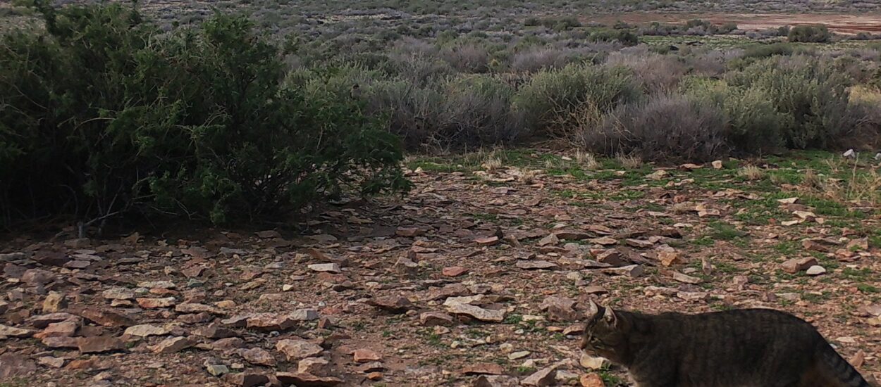 Estudian en Chubut una población de gatos que vive aislada del ser humano 