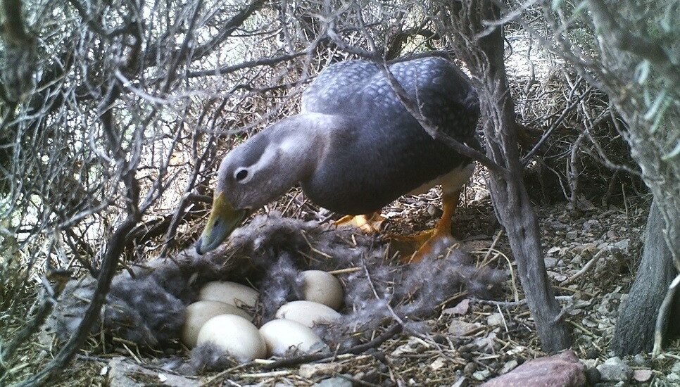 El Pato Vapor, una especie que solo se encuentra en la costa marina de Chubut