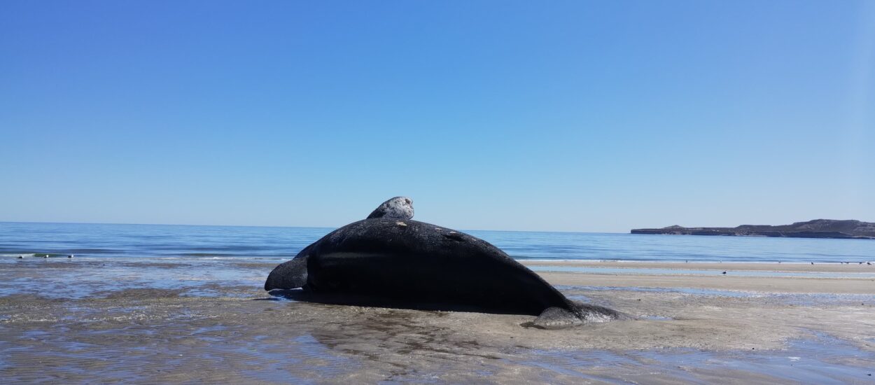 El Hallazgo de la Mortalidad Inusual de Ballenas en la Patagonia: ¿Un Enlace con la Marea Roja?